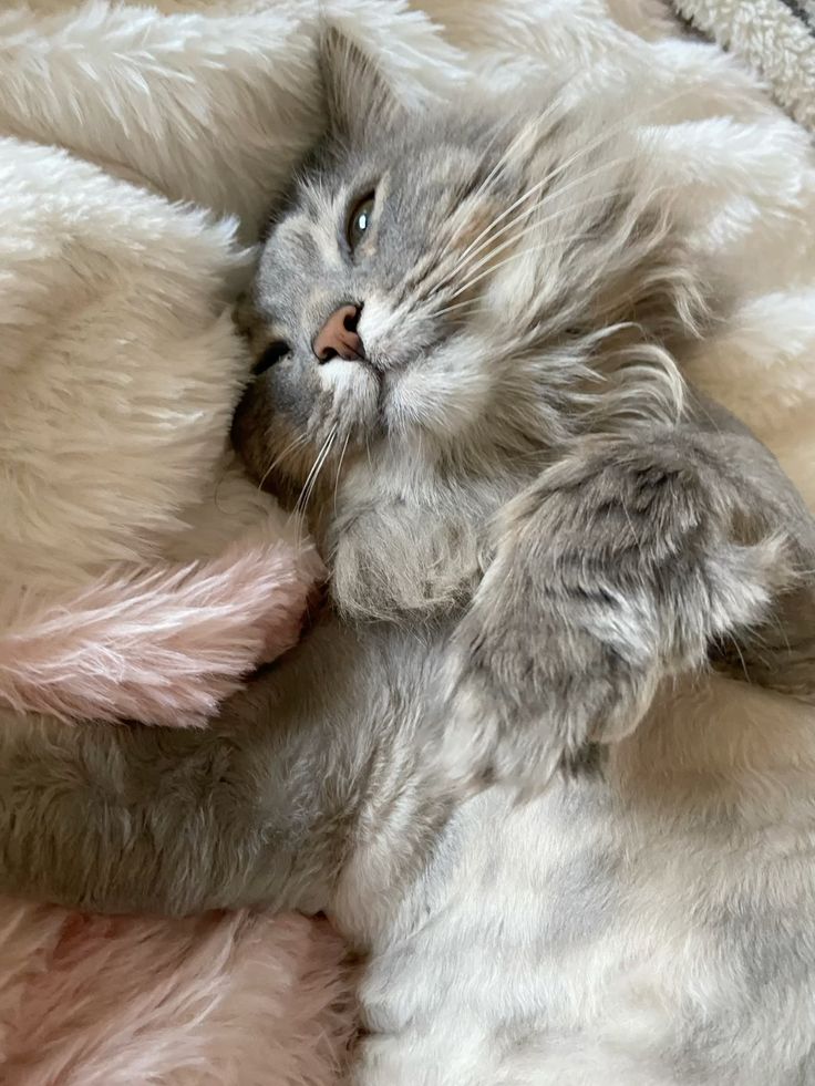 This is my cat, Evie. I got her in 2020 during covid, and she's been my best friend ever since.